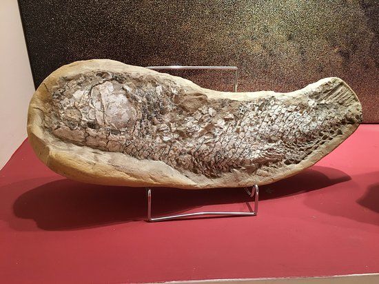 Museum Stamatiadis voor Mineralogie en Paleontologie